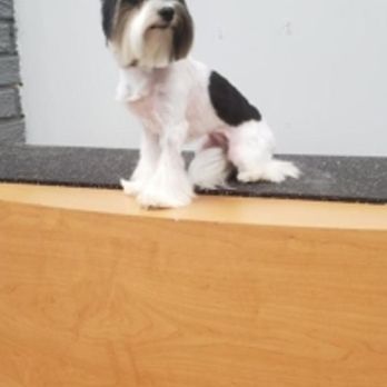 Pet Styles - Photo - Pet Groomers Near Me - Etobicoke, Ontario Pet Styles - Photo - Pet Groomers Near Me - Etobicoke, Ontario