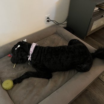 Fur Town - Pet Groomers Near Me - Playa Vista, California