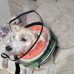 Canine Clips