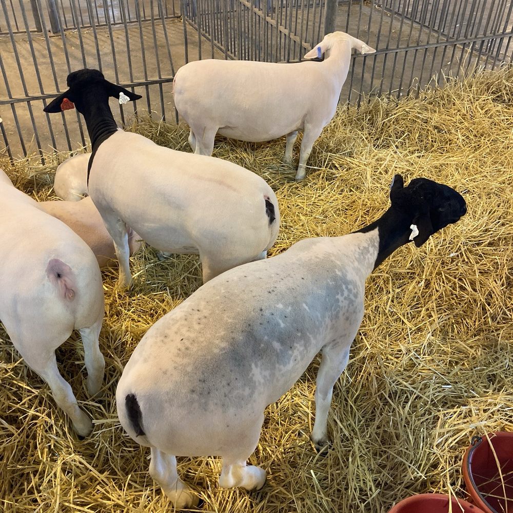 Illinois State Fair - Festivals Near Me - Springfield, Illinois