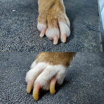 The BarkMobile - Before and After a nail grind - Pet Groomers Near Me - Holly Springs, North Carolina The BarkMobile - Before and After a nail grind - Pet Groomers Near Me - Holly Springs, North Carolina