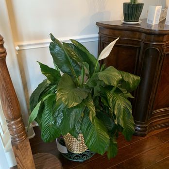 Sicola's Florist - 3 weeks later. Leaves don't open. Removed maybe 20 leaves that yellowed - Florists Near Me - Cypress, Texas