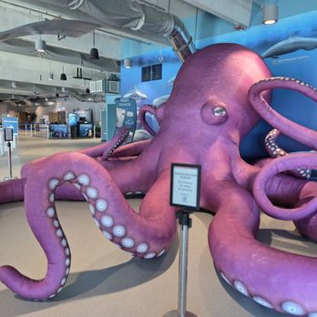 Clearwater Marine Aquarium - Aquariums Near Me - Clearwater, Florida