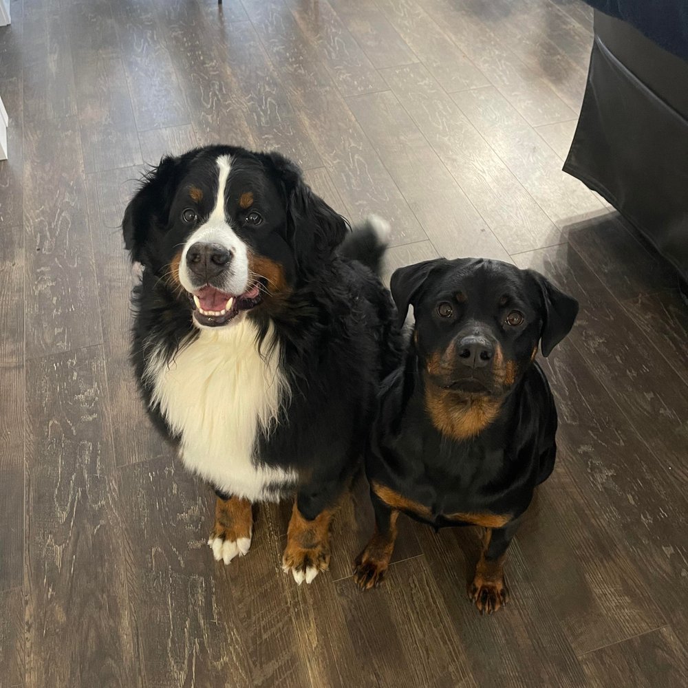 World Floorcoverings - two dogs sitting on the floor - Flooring Near Me - Edmonton, Alberta World Floorcoverings - two dogs sitting on the floor - Flooring Near Me - Edmonton, Alberta