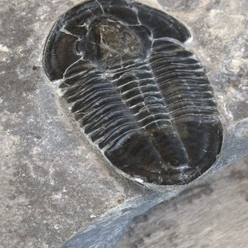 U-Dig Fossils - Trilobite - Hobby Shops Near Me - Delta, Utah U-Dig Fossils - Trilobite - Hobby Shops Near Me - Delta, Utah