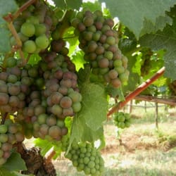 Lis Neris Societa' Semplice Agricola