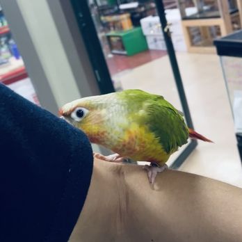 City Zoo - Pineapple conure baby in the bird and parrots housing located in the back corner of the store. - Pet Stores Near Me - Elmira, New York City Zoo - Pineapple conure baby in the bird and parrots housing located in the back corner of the store. - Pet Stores Near Me - Elmira, New York