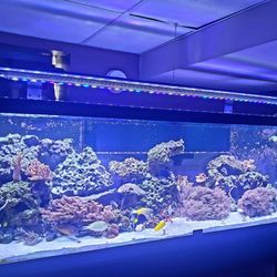 Reef Shark Aquarium - 125 G mix reef