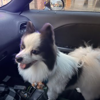 The Knotty Groomer - Pet Groomers Near Me - Hesperia, California The Knotty Groomer - Pet Groomers Near Me - Hesperia, California