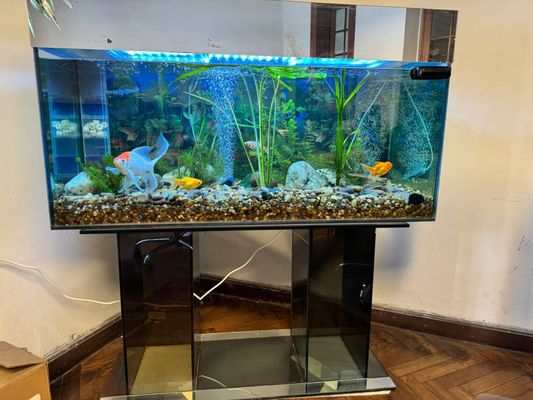 Best Way to Buy Aquatic Plants in Orlando Florida: Ultimate Guide