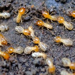 Freedom Pest Control