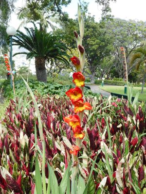 Parque de Santa Catarina by null