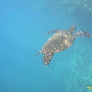 Trilogy Excursions - Snorkeling Near Me - Lahaina, Hawaii Trilogy Excursions - Snorkeling Near Me - Lahaina, Hawaii