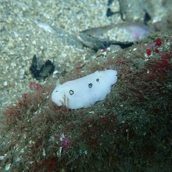I Love Diving - Nudibranch - Scuba Diving Near Me I Love Diving - Nudibranch - Scuba Diving Near Me