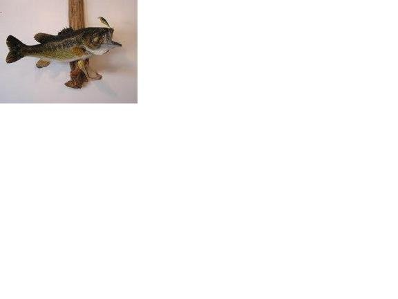 Arrowed 1 Taxidermy - taxidermy in Big Lake, MN