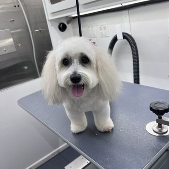 Mobile Dog Grooming - A photo of Olive from Lindsay! - Pet Groomers Near Me - Irvine, California Mobile Dog Grooming - A photo of Olive from Lindsay! - Pet Groomers Near Me - Irvine, California
