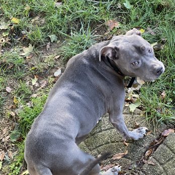 Blue Skye K9 - Remington the dog - Dog Walkers Near Me