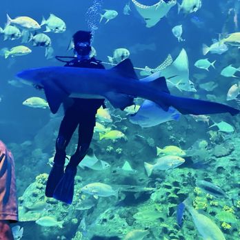 Acuario Mazatlan - Diver holding shark - Aquariums Near Me - Mazatlán, SIN