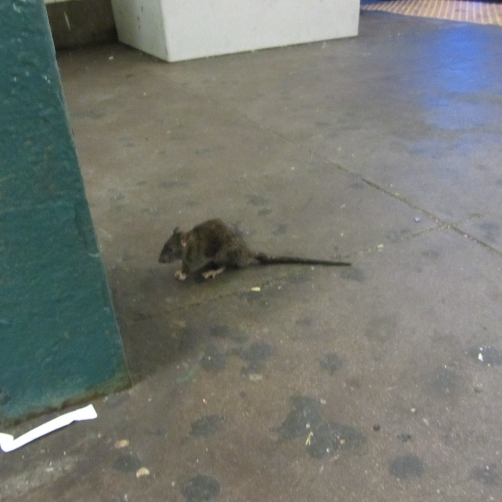 MTA - 14th St Subway Station - Don't tell anyone, but I saw a rat on the subway. - Metro Stations Near Me - New York, New York MTA - 14th St Subway Station - Don't tell anyone, but I saw a rat on the subway. - Metro Stations Near Me - New York, New York