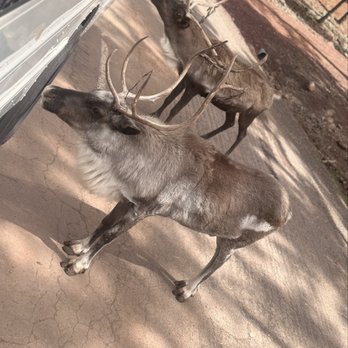 Bearizona - Reindeers - Zoos Near Me - Williams, Arizona