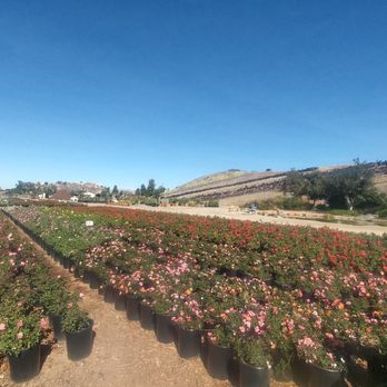 Waterwise Botanicals - Beautiful north county views! - Nurseries & Gardening Near Me - Bonsall, California Waterwise Botanicals - Beautiful north county views! - Nurseries & Gardening Near Me - Bonsall, California