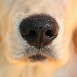 The Grounded Hound Canine Coaching
