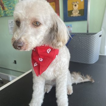 Classy Canine's Wiggle Rumps - Pet Groomers Near Me - Castrovalley, California Classy Canine's Wiggle Rumps - Pet Groomers Near Me - Castrovalley, California