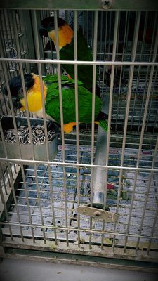 Yuen Po Street Bird Garden by null