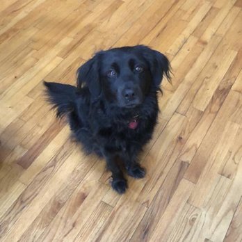 TopDawg Groomers - Before grooming. - Pet Groomers Near Me - Philadelphia, Pennsylvania TopDawg Groomers - Before grooming. - Pet Groomers Near Me - Philadelphia, Pennsylvania