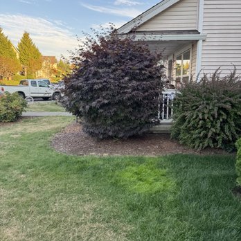 All The Pest Solutions - I was educated that even though the bushes looks beautiful, rats end up living in them. - Pest Control Near Me - Lake Stevens, Washington All The Pest Solutions - I was educated that even though the bushes looks beautiful, rats end up living in them. - Pest Control Near Me - Lake Stevens, Washington