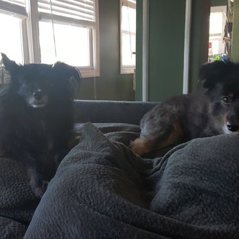 Boop! - Pet Sitting Near Me - West Warwick, Rhode Island Boop! - Pet Sitting Near Me - West Warwick, Rhode Island