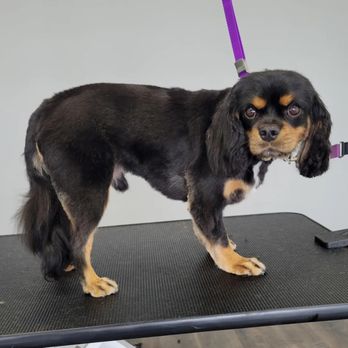 Phases Pet Salon - Pet Groomers Near Me - Spokane Valley, Washington
