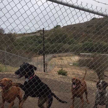 Sam's Doggy Dude Ranch - Making new friends - Pet Sitting Near Me - Goleta, California Sam's Doggy Dude Ranch - Making new friends - Pet Sitting Near Me - Goleta, California