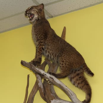 U Spray - Bobcat on display above sales floor. - Pest Control Near Me - Lilburn, Georgia U Spray - Bobcat on display above sales floor. - Pest Control Near Me - Lilburn, Georgia