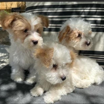 Pawsitive Pathways - Dog Walkers Near Me