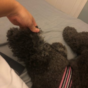 Petco - Her ears were not cut at all. Nor was her tail. - Pet Training Near Me - Roseville, Michigan