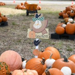 Traveling Loaves & Fishes Pumpkin Patch - TLF Pumpkin Patch