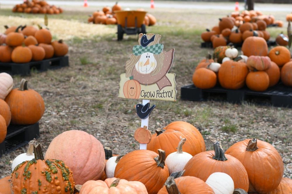 Traveling Loaves & Fishes Pumpkin Patch - social services organization in San Antonio, TX