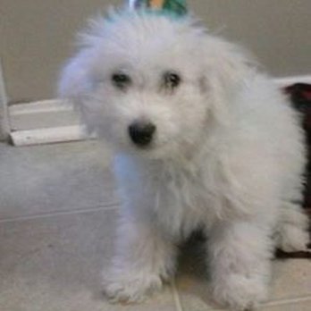 B and C Kennels - Walters first St. Patrick's day - Pet Breeders Near Me - Clare, Illinois
