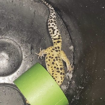 Redex Pest And Mold - Friendly Gecko removal (get her back to its owner safely) - Pest Control Near Me - Cleveland, Ohio Redex Pest And Mold - Friendly Gecko removal (get her back to its owner safely) - Pest Control Near Me - Cleveland, Ohio