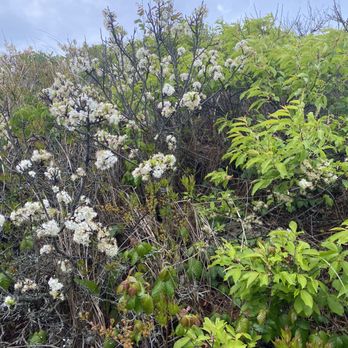 Art's Dune Tours - Beach plum - Tours Near Me - Provincetown, Massachusetts