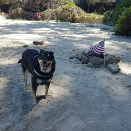 My 'fat dog that never gets taken out for exercise" even though she had a visit for tick medication. My 'fat dog that never gets taken out for exercise" even though she had a visit for tick medication.