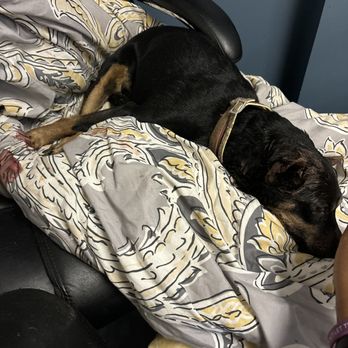 Waldorf Emergency Care - While waiting for hours for care. - Veterinarians Near Me - Waldorf, Maryland Waldorf Emergency Care - While waiting for hours for care. - Veterinarians Near Me - Waldorf, Maryland