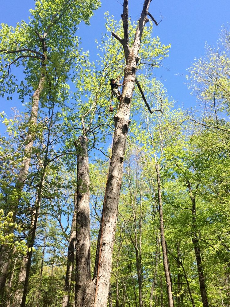 Johnson Tree Experts - tree service in Bahama, NC