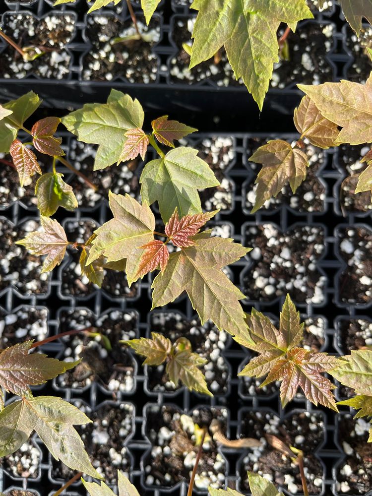 NATIVE PLANT COMPANY Updated April 2024 223 Vegas Dr, Hanover