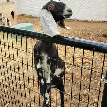 Beehive Naturals - a goat sticking its head over a fence - Cosmetics & Beauty Supply Near Me - Ogden, Utah Beehive Naturals - a goat sticking its head over a fence - Cosmetics & Beauty Supply Near Me - Ogden, Utah