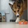 Photo of Pet Food Express