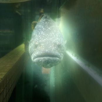 西貢全記海鮮酒家 - 5 foot long over 200 pounds fish - Seafood Near Me - Hong Kong, HK