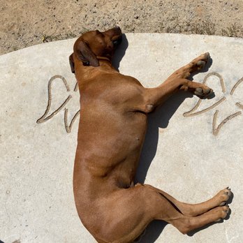 Adobe Guadalupe Vineyards & Inn - One of their friendly dogs on site - Wineries Near Me - Ensenada, BCN Adobe Guadalupe Vineyards & Inn - One of their friendly dogs on site - Wineries Near Me - Ensenada, BCN