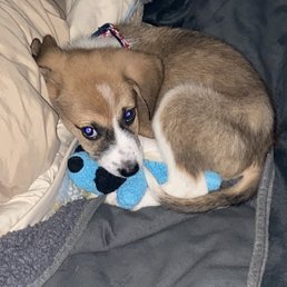 This is Hero. He fought so hard. He is at the Rainbow Bridge now. RIP HERO.